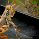Illustration for article titled 294 Creepy Crawly Bug Wallpapers